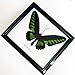 REAL BEAUTIFUL THE BROOKIANA BUTTERFLY DISPLAY TAXIDERMY IN FRAMED
