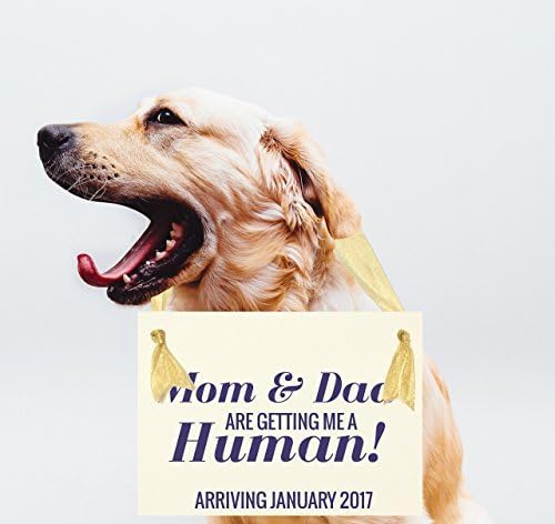 Adonis554Dan Mom and Dad are Getting Me a Human Sign for Dog to Announce Pregnancy with Due Date of New Baby