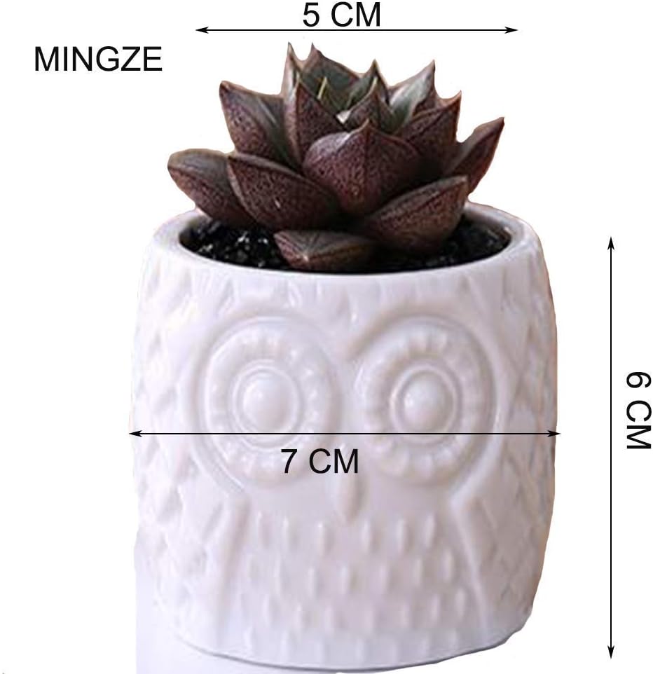 MINGZE 3 Pack Owl Succulent Ceramic Plant Pots for Home Office Desk (With Wooden Stand) - Image 5