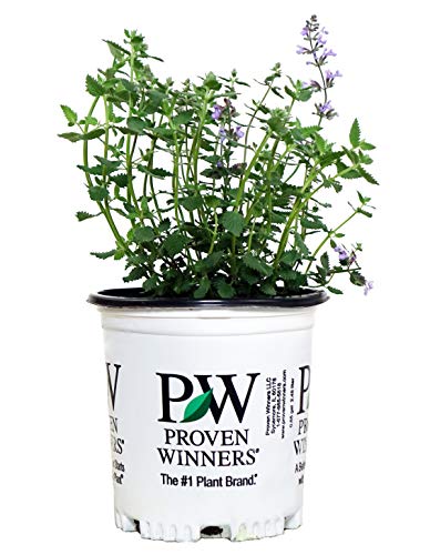 Proven Winners - Nepeta faassenii 'Cat's Meow' (Catmint) Perennial, blue flowers, 1 - Size Container