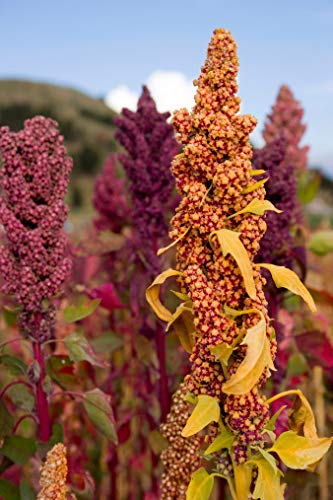 Nature's Earthly Choice Organic Quinoa Combo