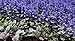 30+ Ajuga Reptans Flower Seeds /Deer Resistant / Shade Loving/ Groundcover Perennial