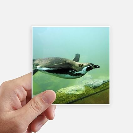 Amazon Diythinker 海 南極 ペンギン サイエンス 自然 ピクチャーステッカー 正方形 防水ステッカー 壁紙 車用デカール ウォールステッカー オンライン通販