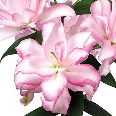 Amazon 国華園 八重咲花ユリ 球根 ローズリリーアナスカ 4球 Diy 工具 ガーデン