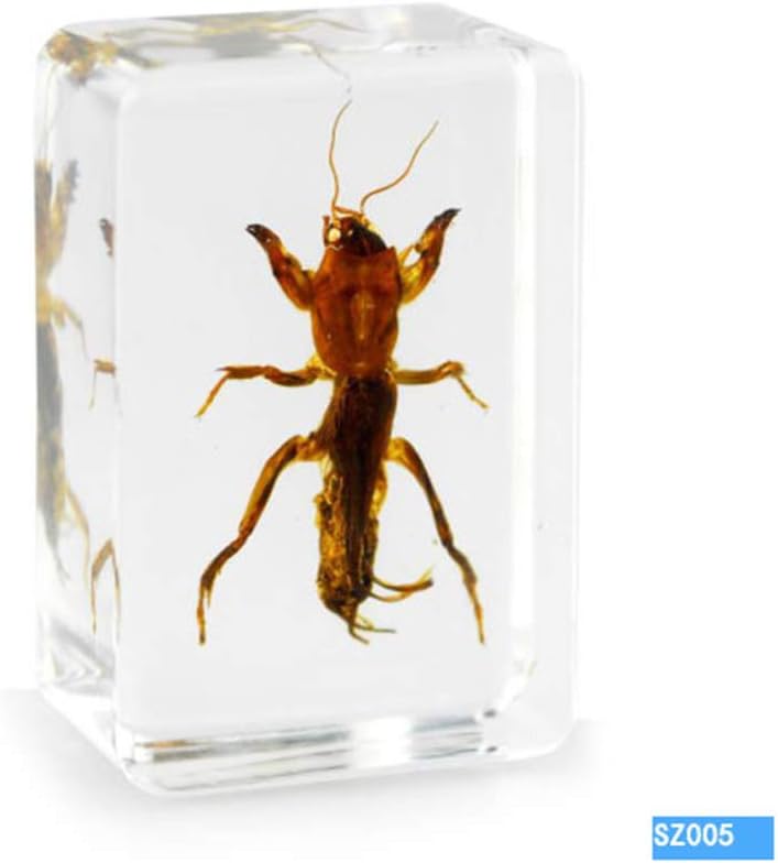 WEIUR Real Golden Armor Bright Scarab Mole Cricket Insect Specimen Paperweight Resin Taxidermy Biological Science Education