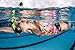 MP Michael Phelps Focus Swim Snorkel, Blue White