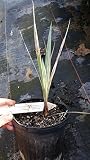 Buy Brahea Armata | Blue Hesper & Mexican-blue Fan Palm | Gray