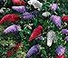 Mixed Colors Butterfly Bush Seeds 200 Seeds Upc 643451295764