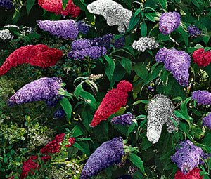 Mixed Colors Butterfly Bush Seeds 200 Seeds Upc 643451295764