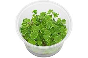 AQUALEAF AQUATICS Tissue Culture Live Aquarium Plants | in Vitro Freshwater Aquatic Plants for Small Aquariums and Foreground (Dwarf Pennywort)
