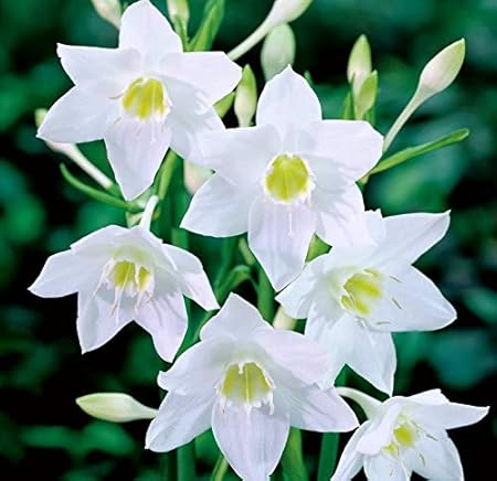 FernsFly Amazon lily | Eucharis lily is a Tropical Flower Bulbs Home Outdoor Gardening Bulbs Blooming Planting Home Gardening (Pack Of 8)