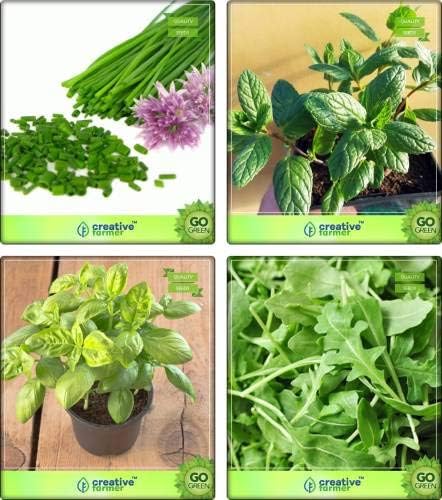 Pinkdose Combo Herbal Seeds Chives, Mint, Lemon Basil, Wild Rocket Herb Seeds Combo Pack by Pinkdose Seed