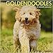 Just Goldendoodles 2019 Wall Calendar (Dog Breed Calendar)