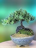 A 5+ Year Old Juniper Bonsai Tree in Japanese Setku Bowl