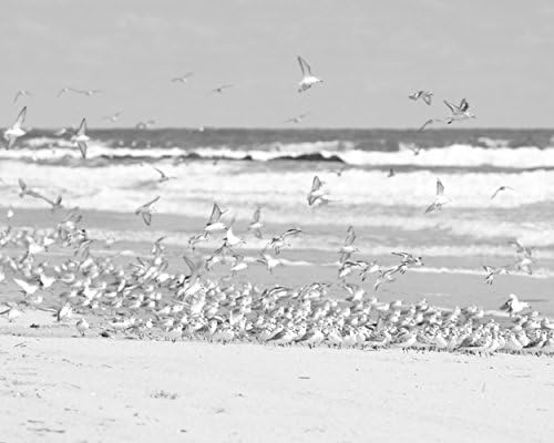 Black and White Photograph of Shorebirds on the Beach With the Ocean in the Background - "Sanderlings Take Flight in B&amp;W"