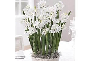 DAYLILY NURSERY 20 Ziva Paperwhites!- Indoor Narcissus: Narcissus Tazetta: Nice, Healthy Bulbs for Holiday Forcing!!