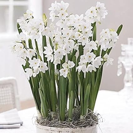 Paper White Flower Bulbs Burge Bjgmc Tb Org