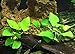 Mainam Anubias Nana Golden Rhizome Live Aquarium Plants Decorations