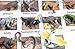 Montessori Australian Animal Match Cards and Figurines. Nomenclature Science Work Continent Box