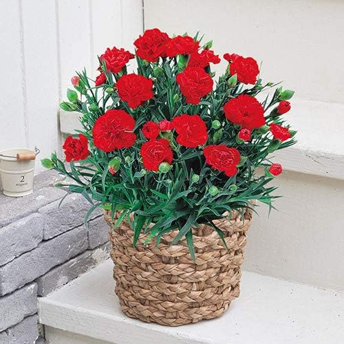 日比谷花壇 母の日 花 ギフト プレゼント カーネーション（レッド系）