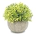 Velener Mini Plastic Artificial Pine Ball Topiary Plant with Pots for Home Decor (Green Clover)