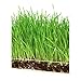 BOGO Window Garden Microgreen Organic Wheatgrass 3 Set Refill – Use with Grow n Serve Kit, Multi-Use 15” x 6” Planter Tray, Pre-Measured Soil + Seed. Easy and Convenient, Sprout 3 Crops of Superfood.