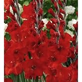 USA Made and Shipped from, Bulbs (10) Fresh, New, Apache Red Flowering Gladiolus Bulbs, Plants, Flowers, Flowering Perennials-Seeds*Bulbs*Plants*&amp;More