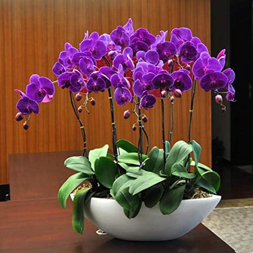Garden Flower Bonsai Seeds 20 Pcs Adorable Flower Fragrant Phalaenopsis Seeds Flower Home Garden Yard Decor Petal Plants (Purple) (Purple)