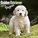 2025 2026 Golden Retriever Pups Calendar - Dog Breed Monthly Wall Calendar - 12
