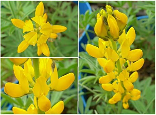 Lupin Jaune Doux 15 Grammes Lupinus Luteus Yellow