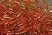 Toledo Goldfish Live Rosie Red Minnows for Ponds, Aquariums or Tanks – USA Born and Raised – Live Arrival Guarantee (Large, 500 Fish)thumb 2