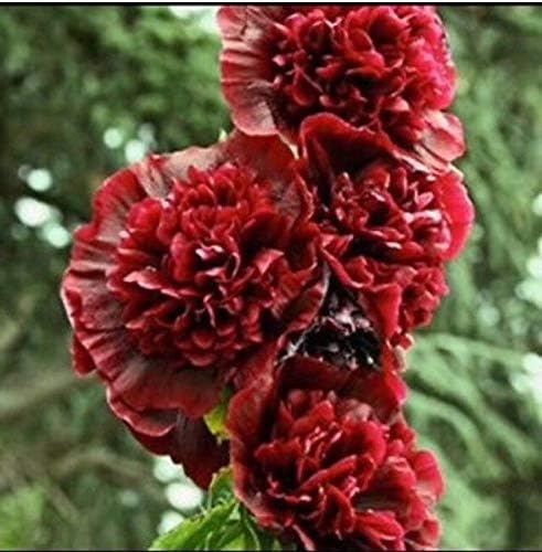 Seeds Rose Tremiere Double Red Amazon Ca Patio Lawn Garden