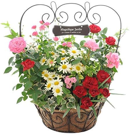 Amazon 花由 母の日 鉢植え ギフト ミニチュアローズ寄せ植え 花 観葉植物 フラワーギフト オンライン通販