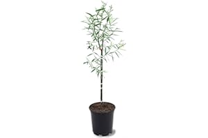 GENERIC Weeping Willow, Deciduous, Fast-Growing, Shade Tree, 2-3 ft Tree Height, 1 gal Nursery Pot (Due to Agricultural Laws, we Cannot Ship to CA, AZ, AK, or HI)
