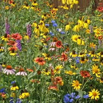 Ohio Wildflower Seed Mix, 1 Ounce