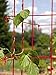 Gardeners Supply Company Large Bean Tower Plant Support | Sturdy Weatherproof Outdoor Beans, Tomato & Other Climbing Vegetable Garden Stake | 75