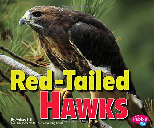 Red-Tailed Hawks (Birds of Prey)