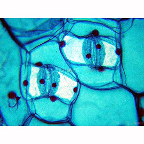 2 AmScope+PS50A+Microscope+Biological+Education