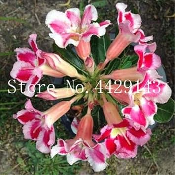Agrobits Grosses Soldes 1 Pcs Adenium Obesum Bonsaïs Mix