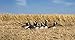 Higdon Outdoors Full-Size Half Shell Canada Goose Decoys for Waterfowl Hunting | 6pk