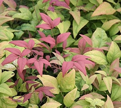 Amazon Com Blush Pink Nandina Heavenly Live De Bambu Comercio Galon Maceta Jardin Y Exteriores