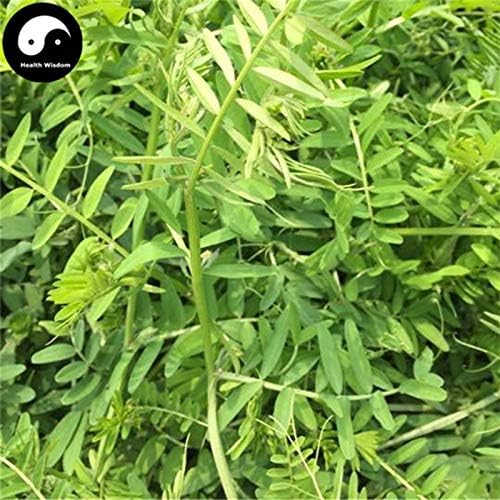 Buy Viciavillosa Semente 250Pcs Plant Forage Grass Viciavillosa Rothvar