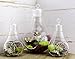 Light Bulb Glass Terrarium Set of 3 Pieces (1 Large & 2 Small); Planters for Air Ferns, Succulents and Dioramas