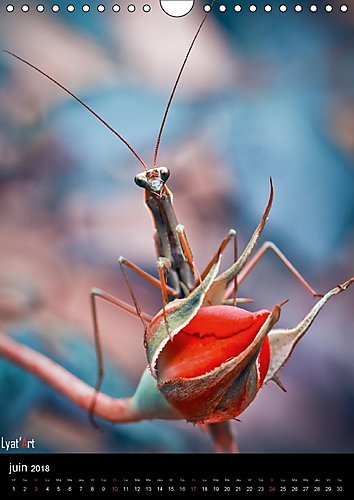 Buy Le Monde De La Macro 2018 Calendrier Mensuel Dans Le - 