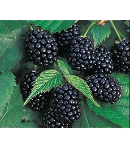 Joan J Everbearing Raspberry - Fedco Seeds