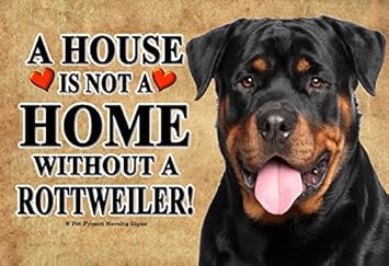 german shorthaired pointer pics