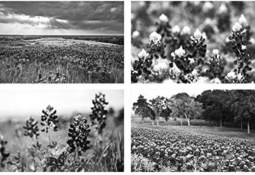 B&amp;W Texas Photography Set, "Black and White Bluebonnets" by TravLin Photography, Multiple Sizes (5x7 to 16x20)