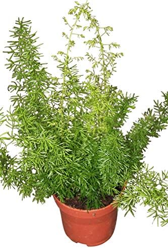 Asparagus densiflorus 'Meyers'- Foxtail Fern -Indoor or Outdoor Plant-Plants Appprox 15cms Tall