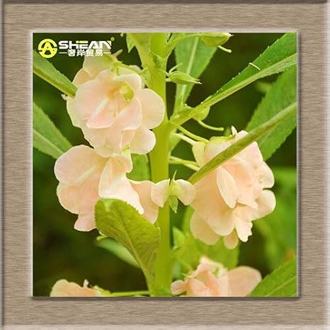 Amazon 10種類のカテゴリ紫camインパチェンス種子バルコニー鉢植え盆栽花の種子camバルサミン種子aパック100個 花