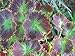 Tilt A Whirl Coleus Seeds 150 Seeds Upc 650327336995 + 1 Free Plant Marker